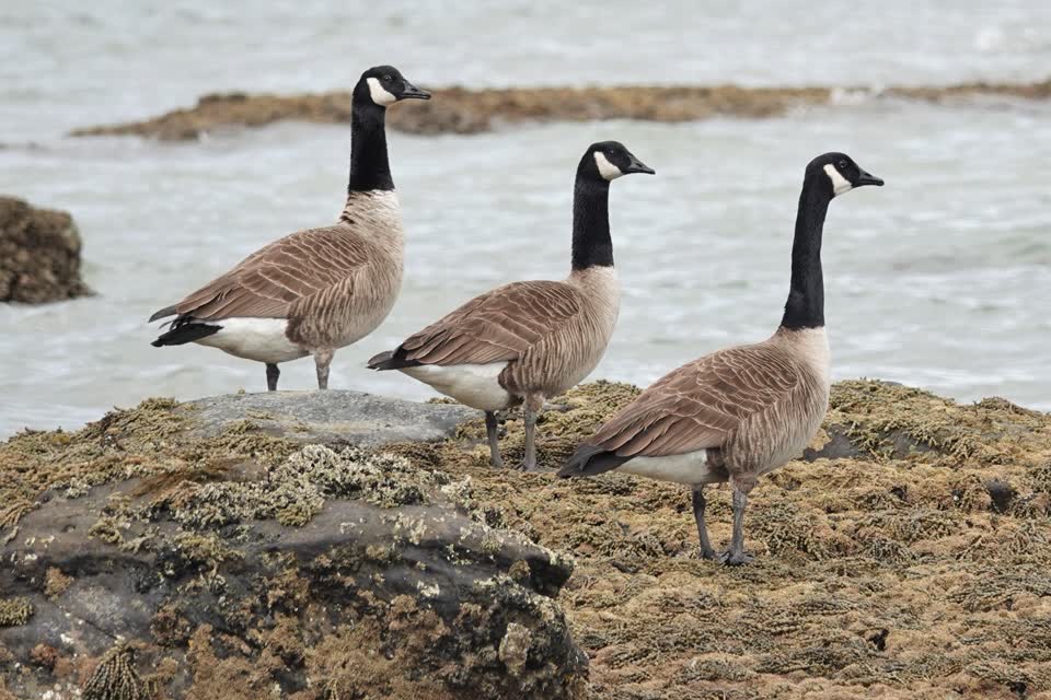 Three Canada geese standing on a weed-covered rock at the water's edge