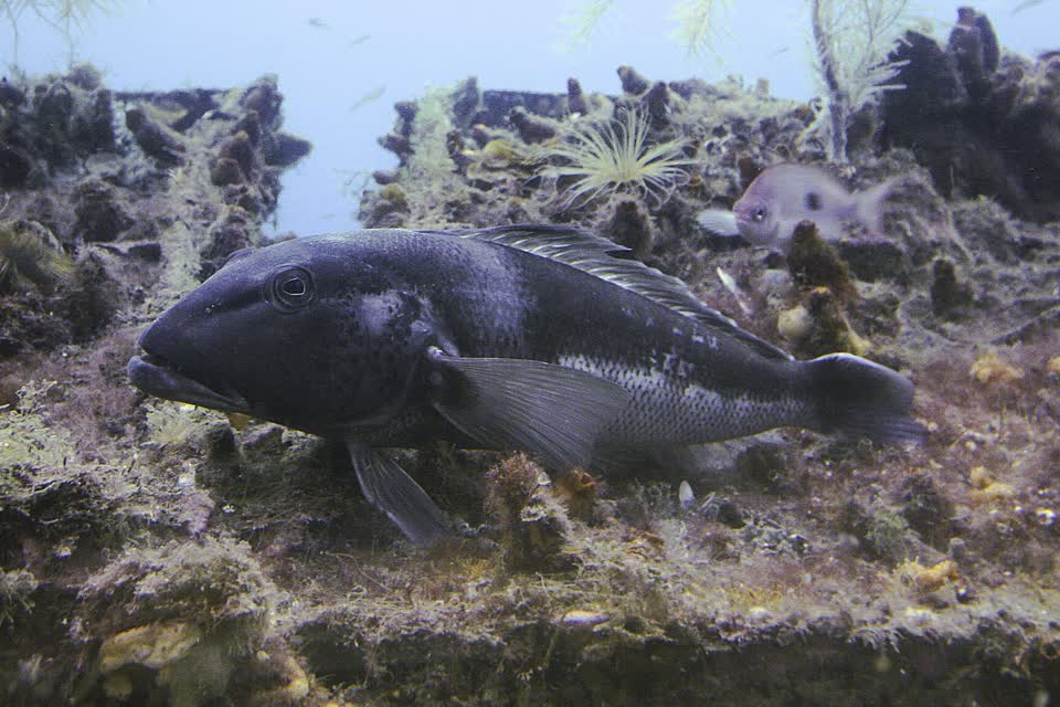 Blue cod