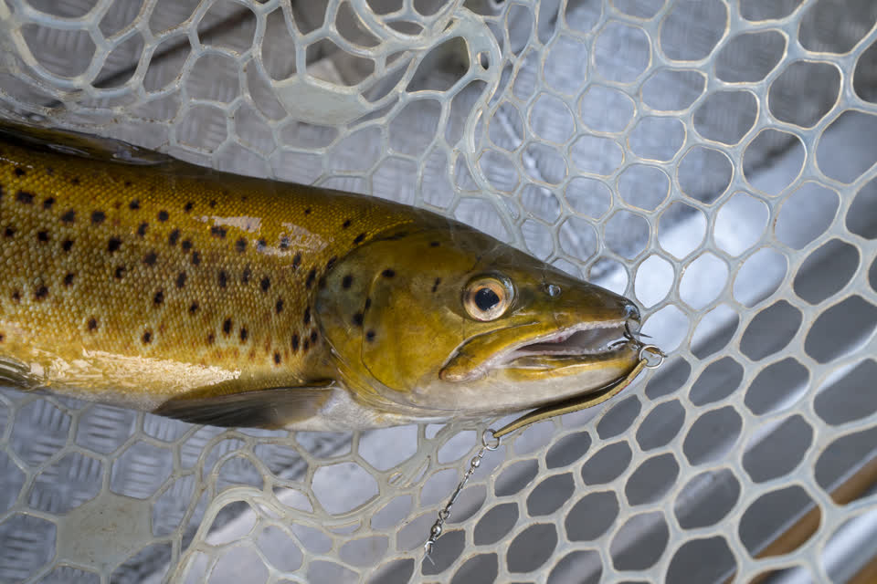 Brown trout