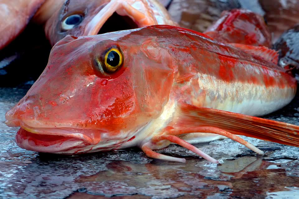 Red gurnard