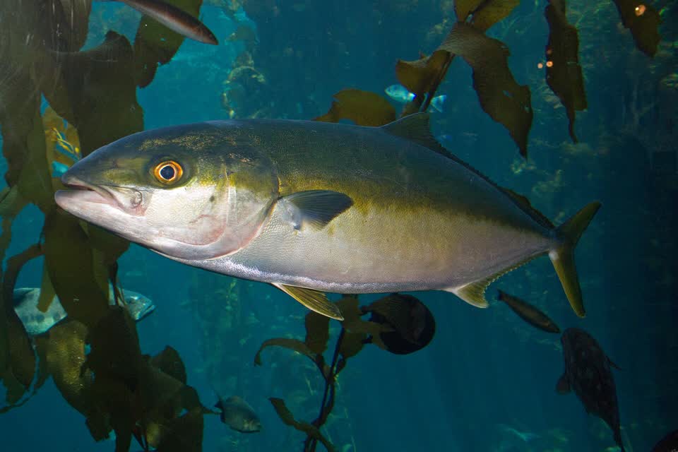 Kingfish