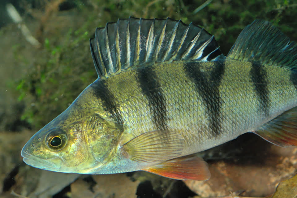 Perch and coarse fish