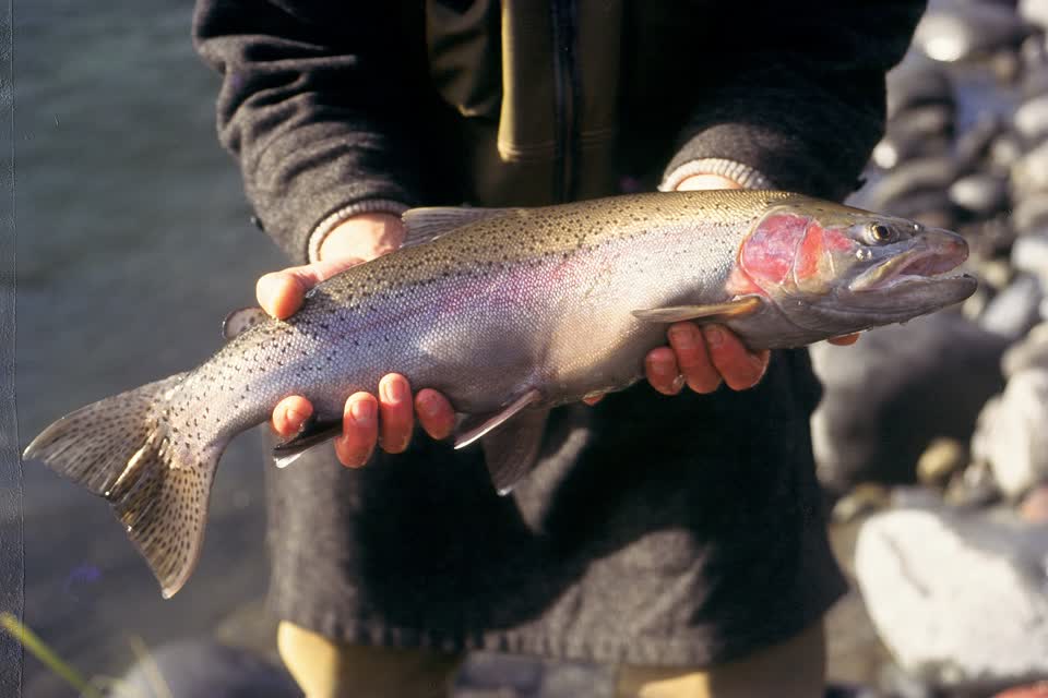 Rainbow trout