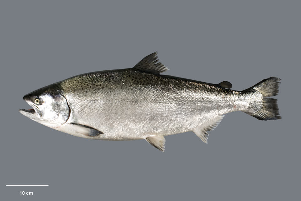 Salmon