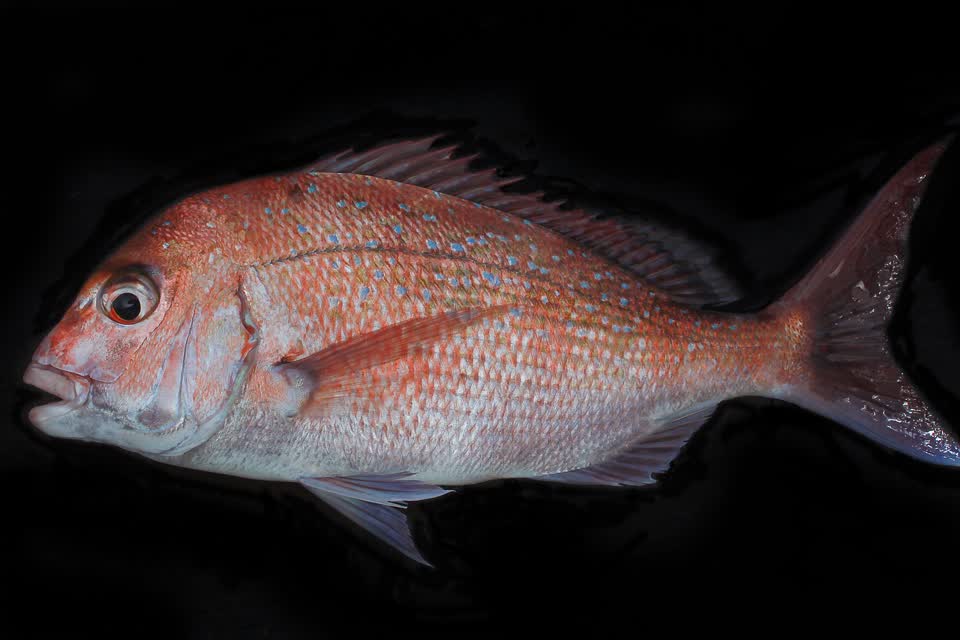 Snapper